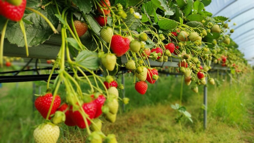 Owocujące sadzonki truskawek