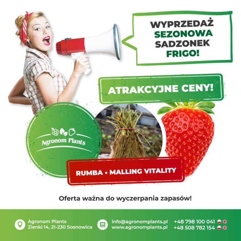 Wyprzedaż Sadzonek "Firgo" - Rumba, Malling Vitality