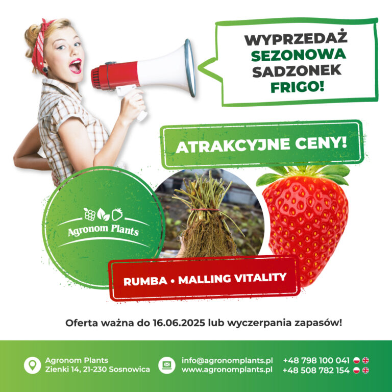 Wyprzedaż sadzonek frigo: Rumba i Malling Vitality